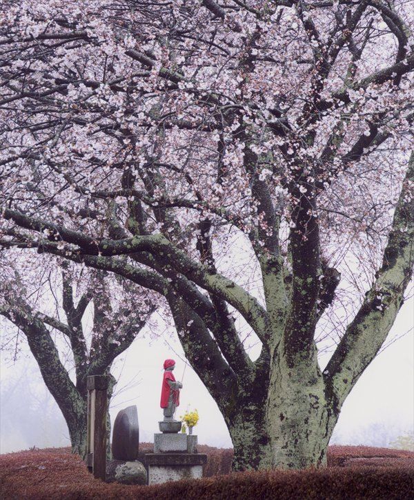 「お地蔵様の桜」 伊藤 孝(真岡)