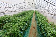 農業資材の値上がり、生産者圧迫