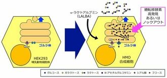 乳児の健康を支える「母乳オリゴ糖」をつくる培養細胞を開発