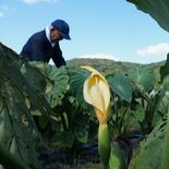 国内で珍しい、地域でも話題に　栃木でサトイモの花咲く　猛暑など影響か