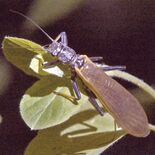 カワゲラ　栃木県なかがわ水遊園・加藤耕平さん　光に集まる水生昆虫　きれ…