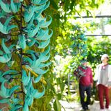 ヒスイカズラ見頃　青緑色の花、鮮やかに　栃木のとちぎ花センター