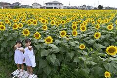 ヒマワリ30万本 あすからフェス