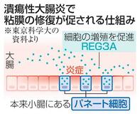 小腸細胞、大腸の粘膜を修復
