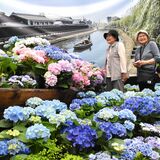 とちぎ花センターでアジサイ展　約70種が鮮やかに