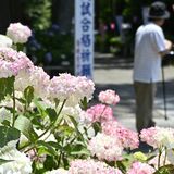 芳賀天満宮境内で50種のアジサイ見頃　期間限定御朱印、祭典も多彩に