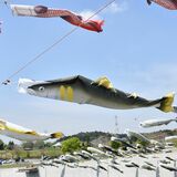 あゆ“遡上”青空すいすい　大田原・なかがわ水遊園　「あゆのぼり」始まる