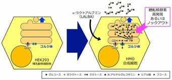 乳児の健康を支える「母乳オリゴ糖」をつくる培養細胞を開発