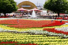 チューリップ ３５０万本映え