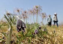 塩谷でオキナグサ開花