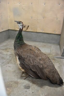 今市署で保護されたクジャクとみられる鳥＝18日午後、今市署