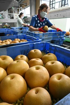 最盛期を迎えたナシ「豊水」の選果作業