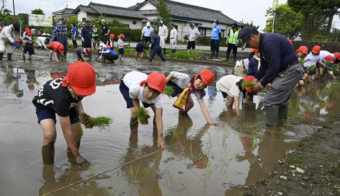 膝下まで漬かり田植えに挑む穂積小児童