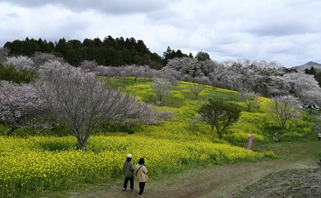 小宅古墳群で見頃を迎えているサクラと菜の花