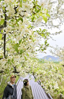 戦場ケ原の散策路を彩っているズミ＝31日午前11時、日光市中宮祠
