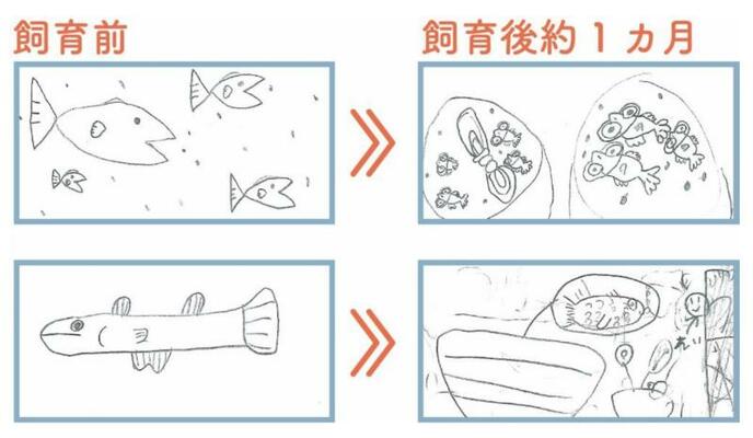 ポスターに載せた小学２年児童２人の絵。上段はシンプルなメダカから、上向きの大きな目や水面をゆったり泳ぐ姿の絵に変化した。下段の絵は、卵や稚魚も描くようになった