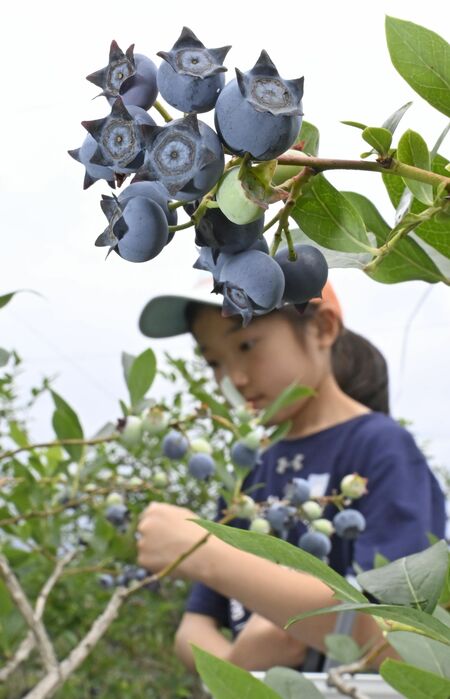 梅雨空の下、実ったブルーベリー＝14日午前10時10分、足利市田島町