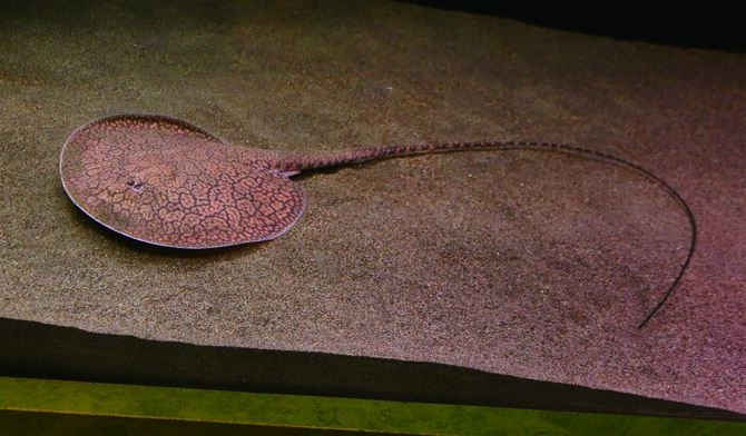 水遊園で展示しているプレシオトリゴン・ナナ