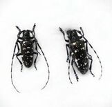 樹木食い荒らし枯死させる　外来カミキリ被害、那須塩原で県内初確認