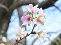 参道脇に季節外れのサクラ　栃木の近津神社で開花