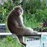 「まさかサルがいるとは」　宇都宮で目撃相次ぐ　男性がカメラで撮影