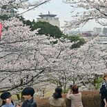 桜の開花、平年より早く　民間２社予想　宇都宮は３月23〜25日
