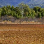 秋告げる神秘的な輝き、草紅葉が見頃　日光・小田代原