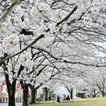 栃木県内の桜開花状況は？　写真映像部記者たちが各地の名所を紹介 