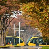 宇都宮で色づく並木、行き交う列車　紅葉のトンネル覗く黄色　ＬＲＴ沿線にたくさんの見頃スポット