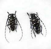 樹木食い荒らし枯死させる　外来カミキリ被害、那須塩原で県内初確認