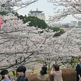 桜の開花、平年より早く　民間２社予想　宇都宮は３月23〜25日