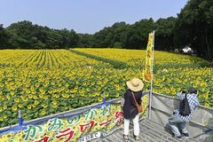 【夕刊】ヒマワリ畑で10万本満開