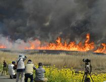 渡良瀬遊水地のヨシ焼き
