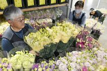 足利でトルコギキョウの出荷ピーク