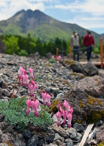 コマクサが開花　県境の群馬・片品