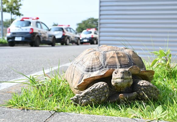 鹿沼署で所有者のお迎えを待つカメ