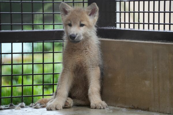死んだホッキョクオオカミの雄の子ども（那須どうぶつ王国提供）