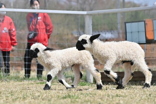飼育場を元気に走り回るヴァレーブラックノーズシープの２頭の赤ちゃん＝14日午前11時５分、那須町大島