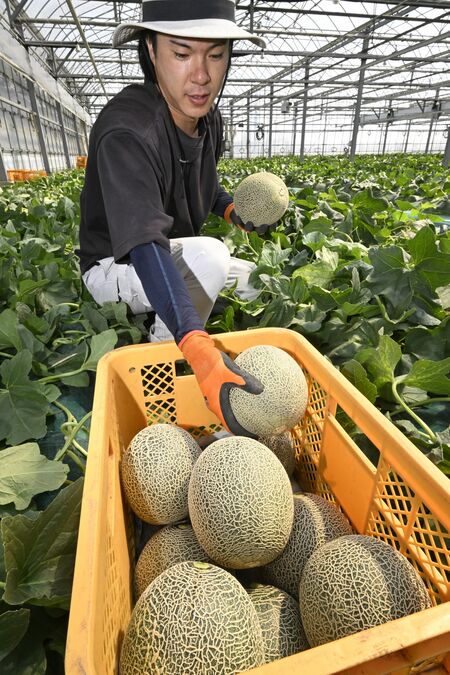 最盛期を迎えたタカミメロンの収穫作業＝19日午前８時45分、芳賀町東水沼