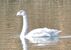 顔にルアーが引っかかったハクチョウ＝23日午後０時半、小山市羽川
