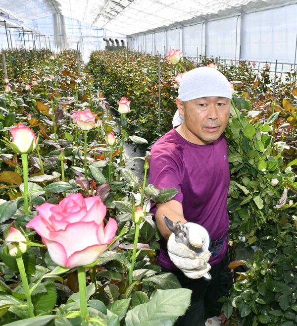 大詰めを迎えているバラの収穫作業=7日午前9時10分、壬生町下稲葉