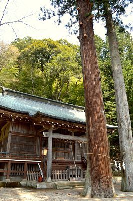 立派にそびえ立つ大杉
