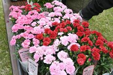真岡で「花と緑の市」　苗木配布やコケ玉作りも　園芸ファンでにぎわう