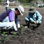 「板荷茶」再興でまちおこし 鹿沼 地元住民ら 「住めば都」活気 次世代へ