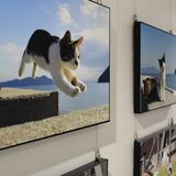 ニャンとも言えない躍動感　東武宇都宮百貨店で「飛び猫」写真展　五十嵐健太さんの作品300点以上