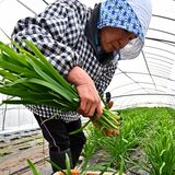 鹿沼で冬ニラ出荷最盛期　柔らかく甘みも強く【動画】