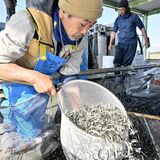 下野で稚アユの出荷最盛期迎える　栃木県内唯一の生産拠点　３月まで600万匹を出荷