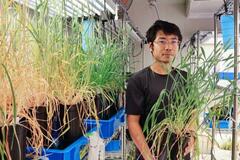 世界初、トウモロコシコムギ開発