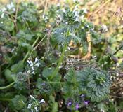 白い花が咲いたホトケノザ発見