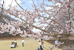 淡墨桜が見頃　下野